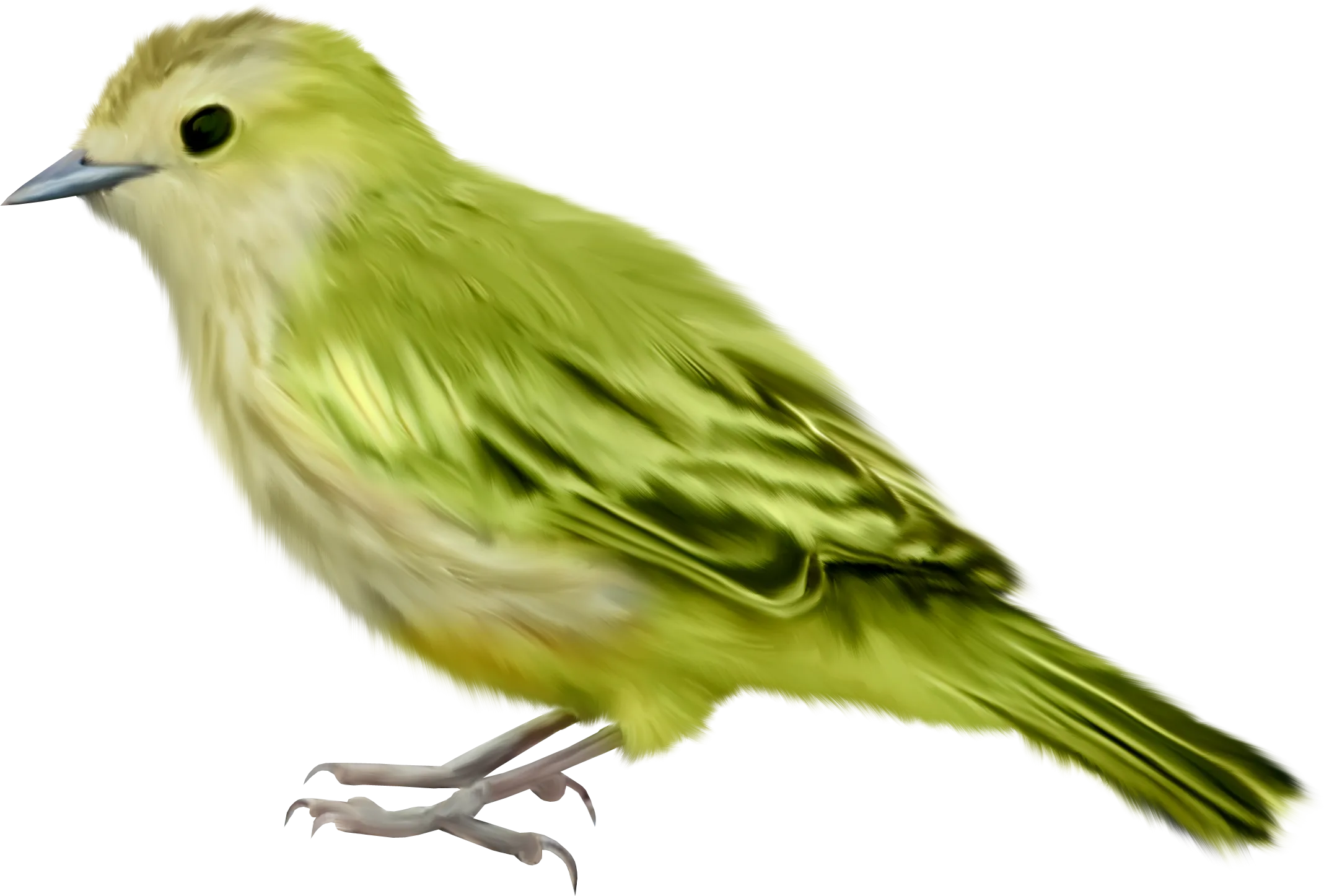 金丝雀鸟动物鸟png