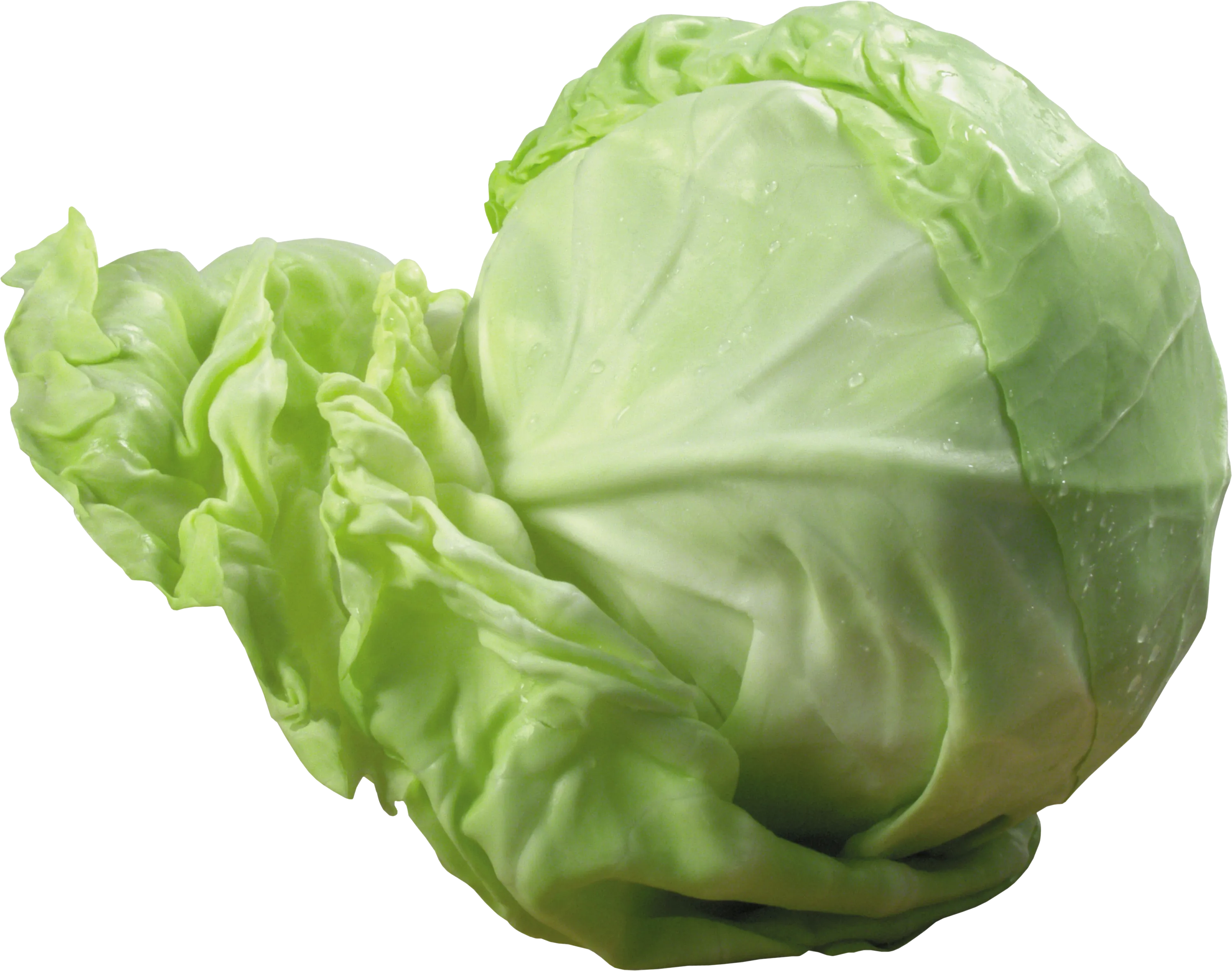 白菜卷心菜甘蓝png