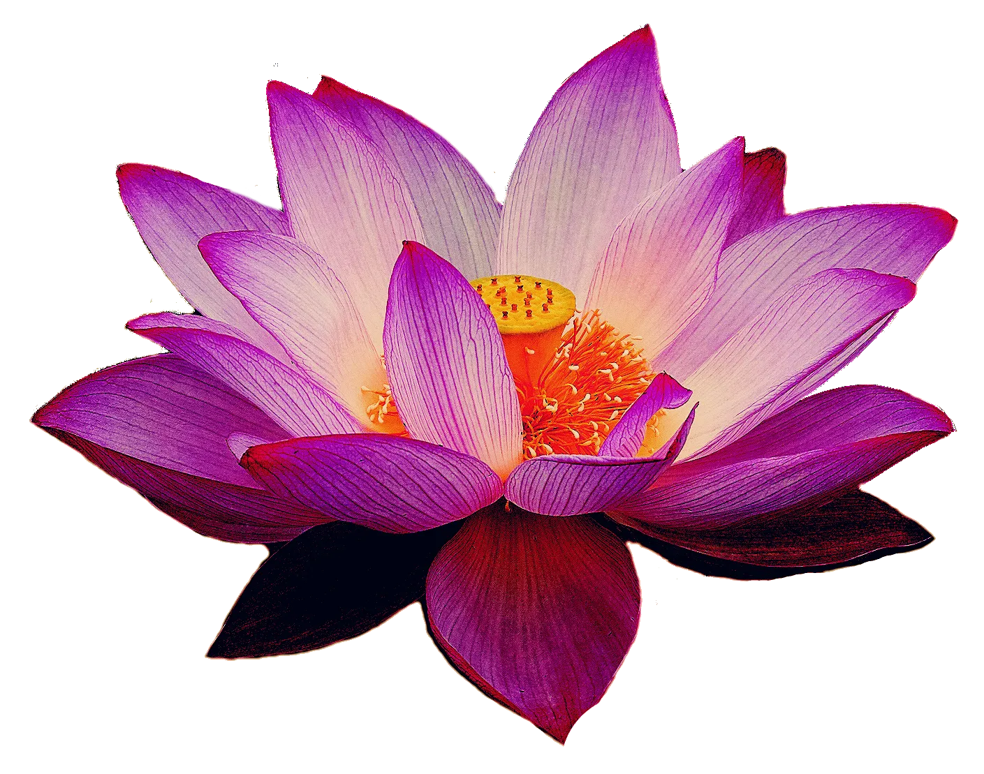 花花瓣睡莲荷花png