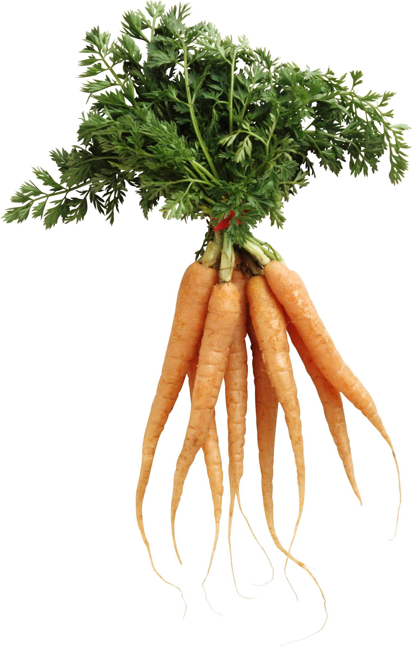 胡萝卜蔬菜白色胡萝卜png