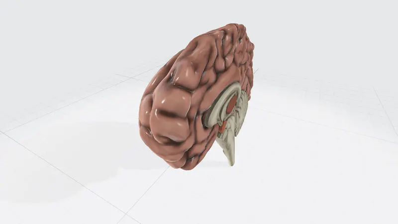 大脑切片PPT3D模型