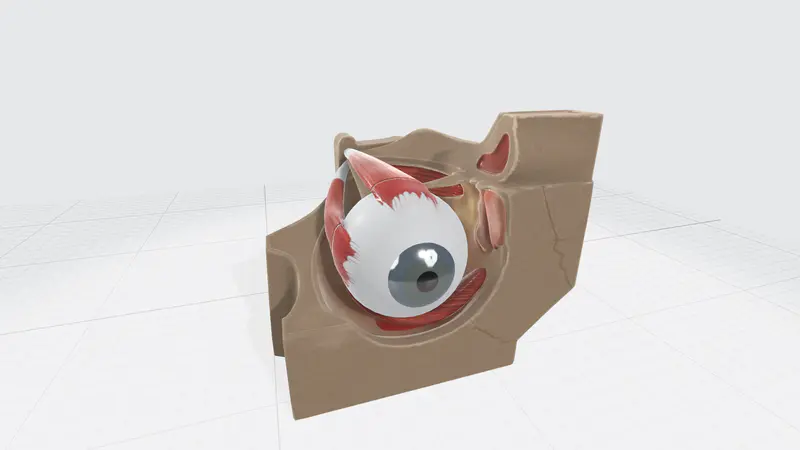 眼睛PPT3D模型