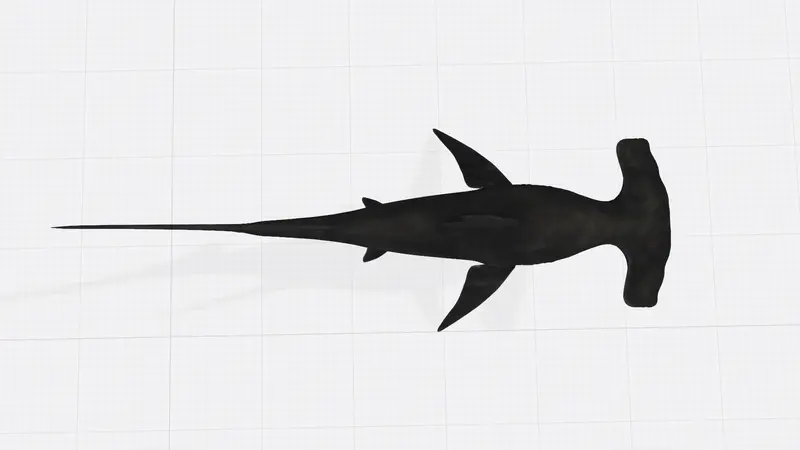 3D黑色锤头鲨