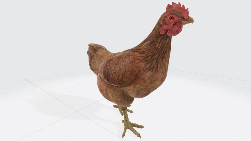 家禽大公鸡ppt模型3d