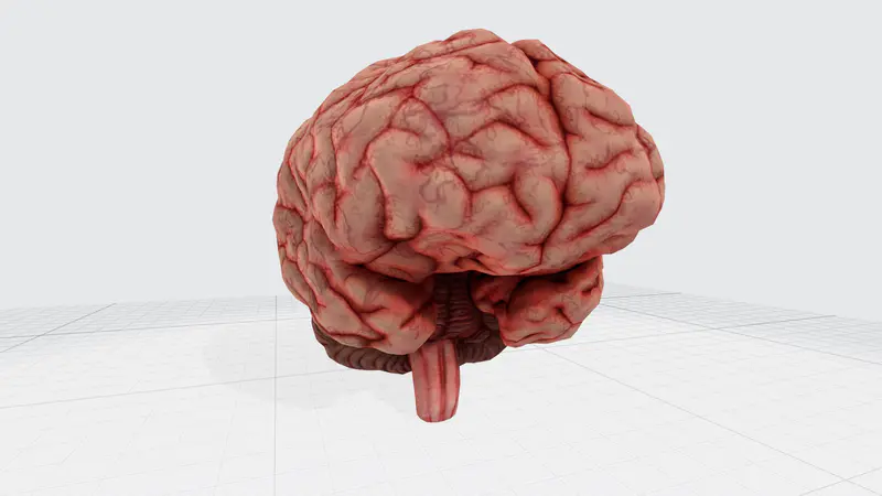 大脑PPT3D模型