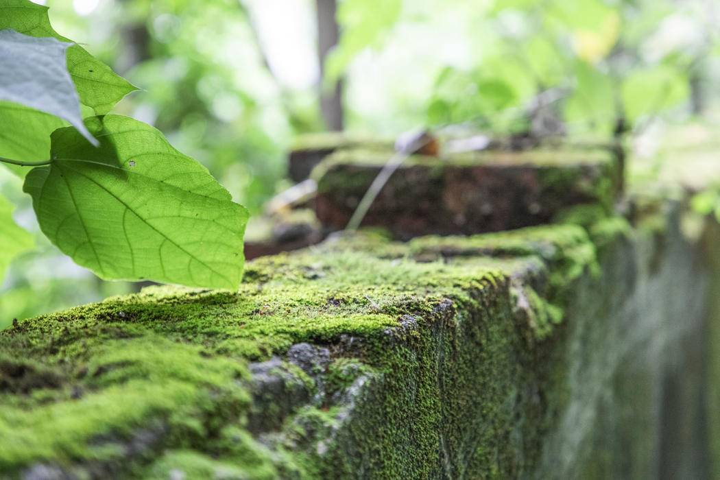 绿色植物苔藓背景图