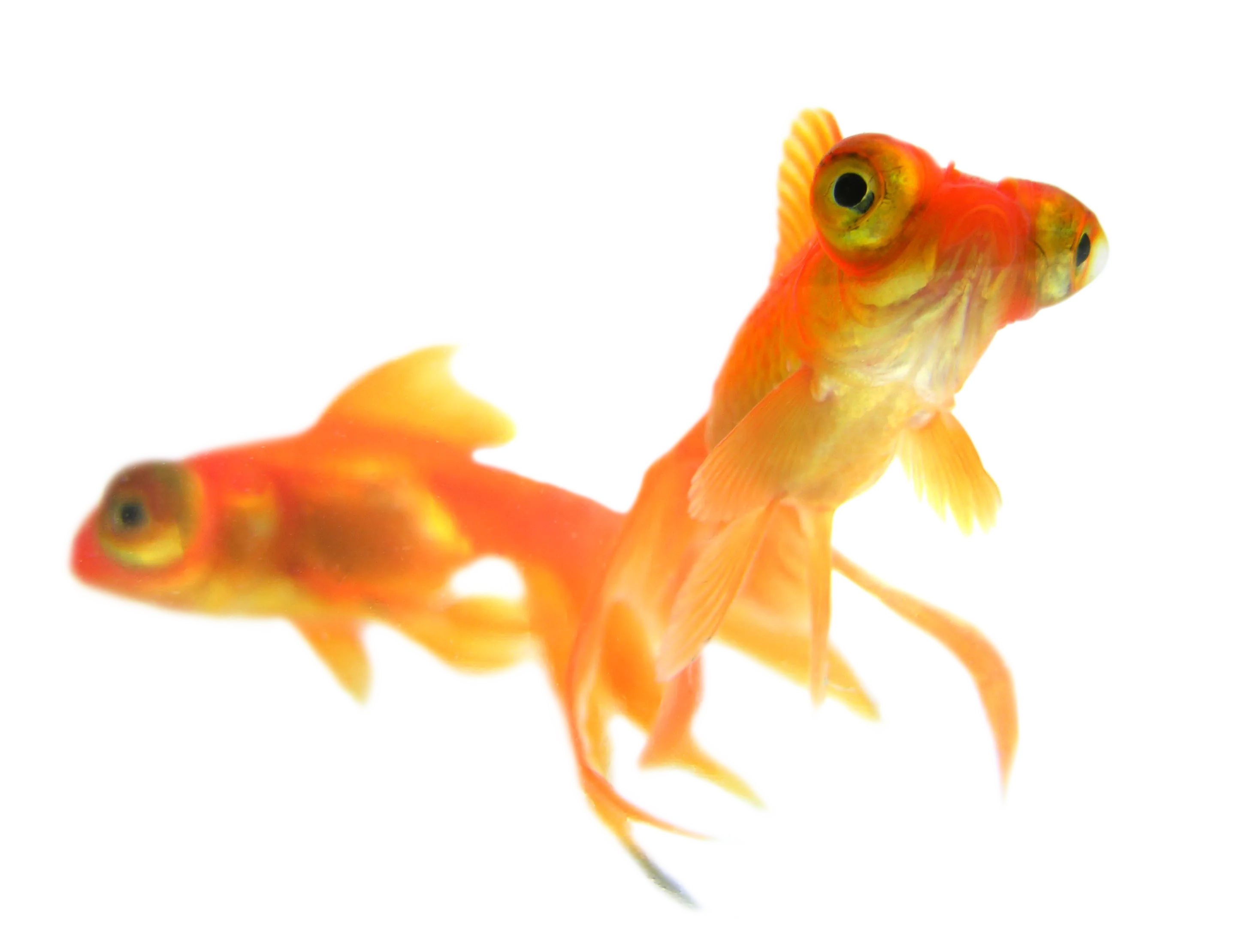 一只红色的金鱼自由自在的游泳免抠PNG素材