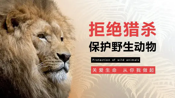 保护野生动物狮子PPT模板