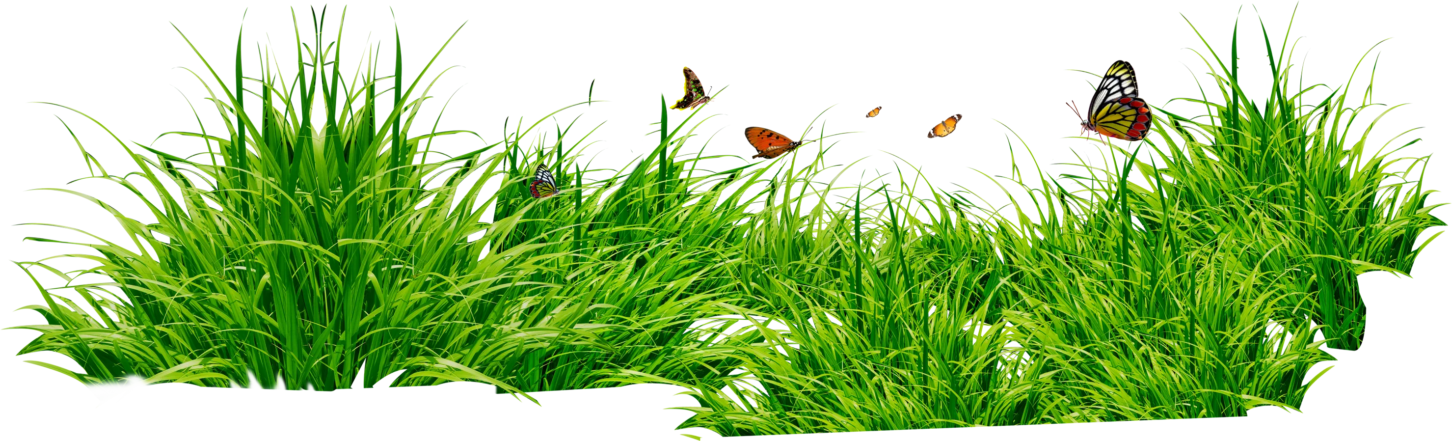 绿色韭苔蔬菜草png Ppter吧 绿色韭苔蔬菜草png Ppter吧
