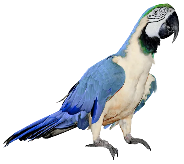 鸟动物黑色鹦鹉png