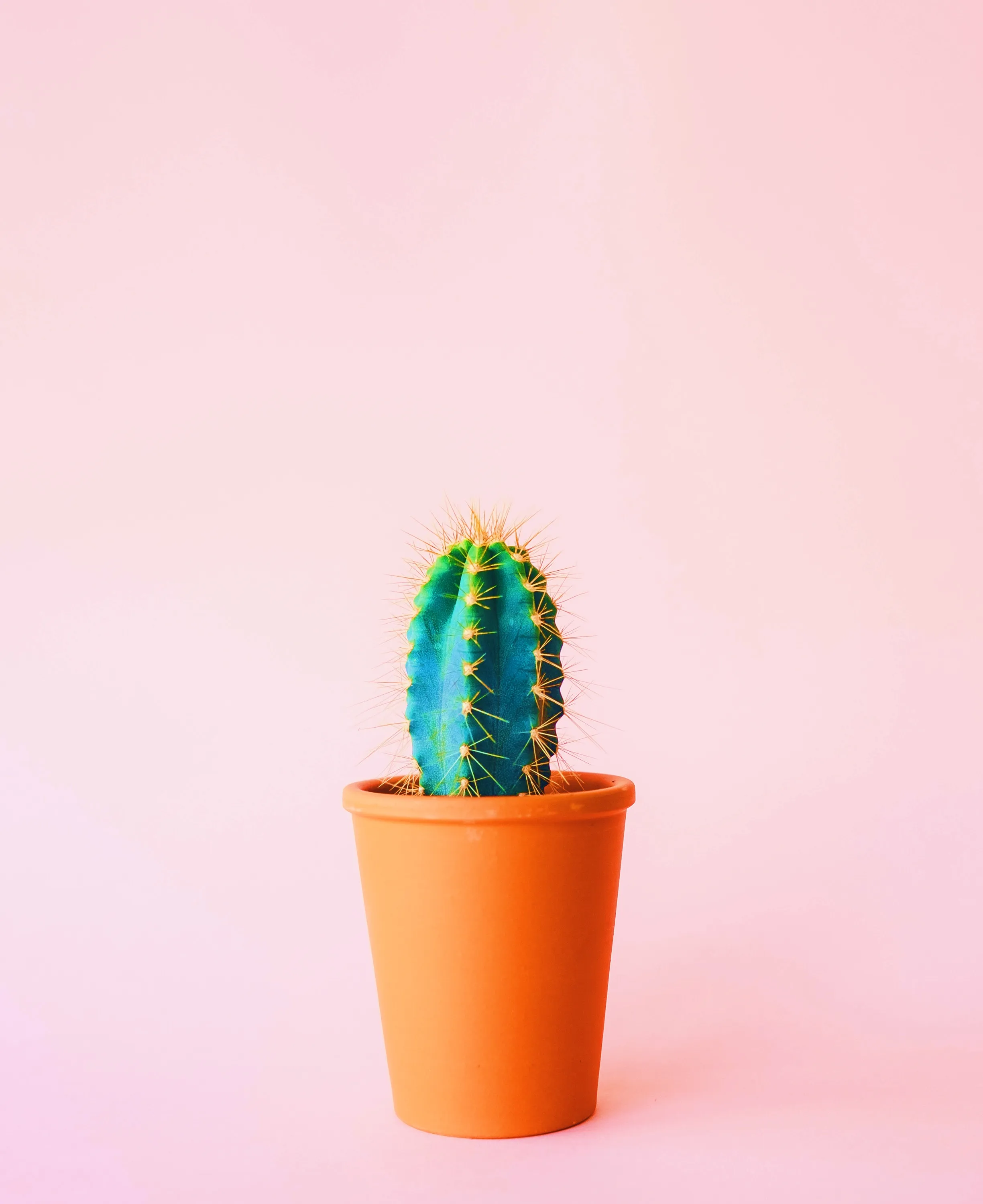 仙人掌多肉植物PPT背景图