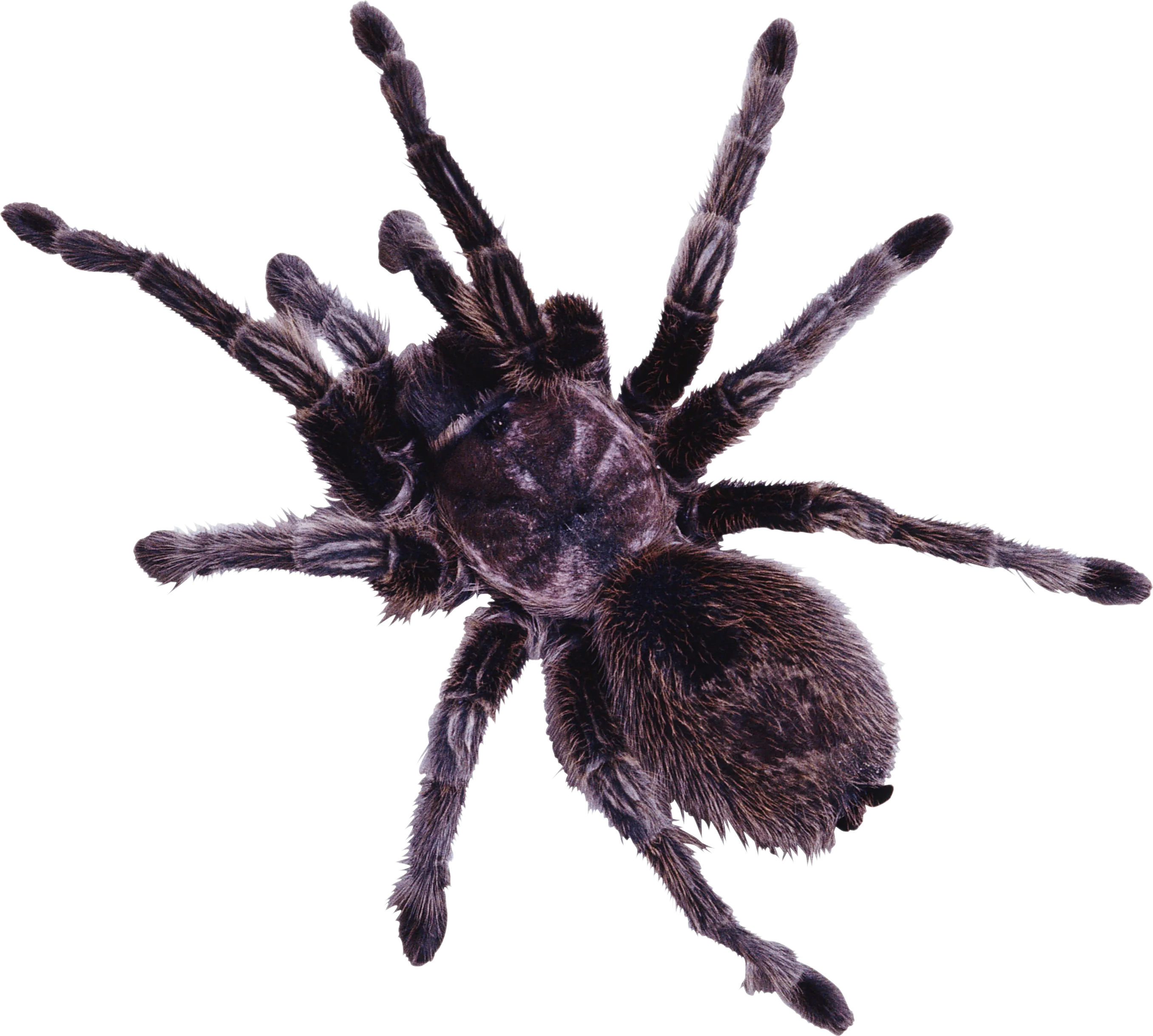 蜘蛛标本节肢动物蜘蛛png