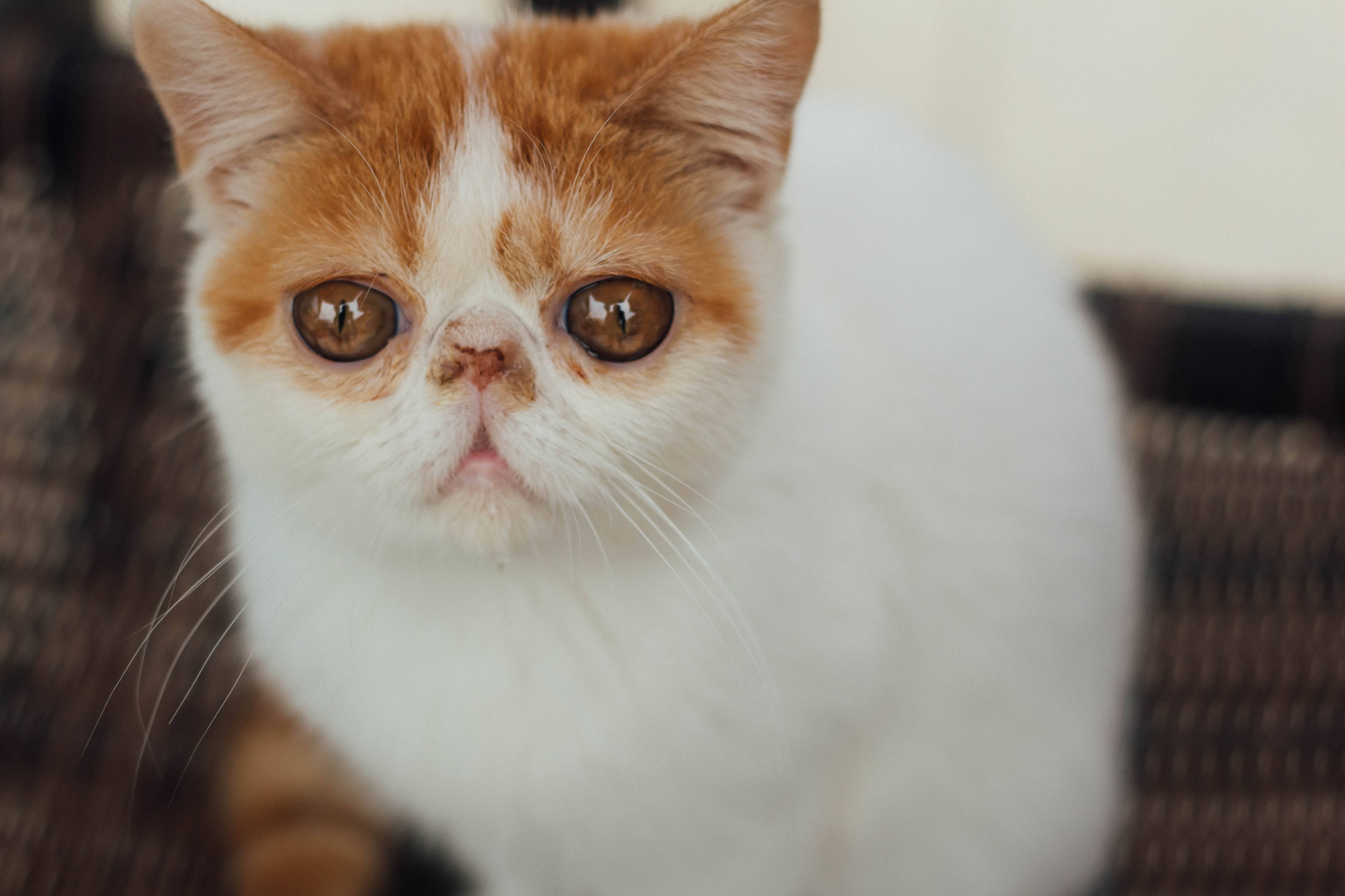 食肉目猫宠物ppt背景图