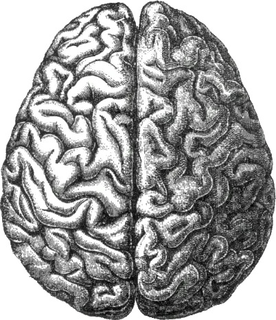 本珊瑚 雕刻  立体画 雕刻术珊瑚思索脑PNG-免费下载-PPTer吧