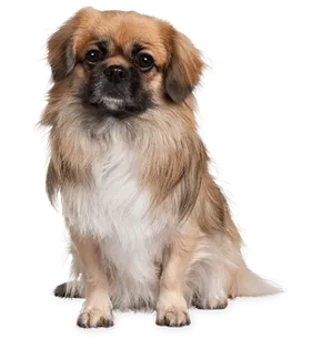 狗犬科正面视角狗png 免费下载 Ppter吧