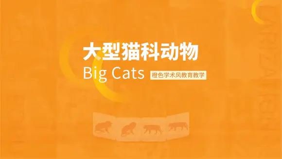 大型猫科动物知识课件大猫ppt模板
